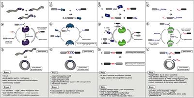 Natural Occurring and Engineered Enzymes for Peptide Ligation and Cyclization